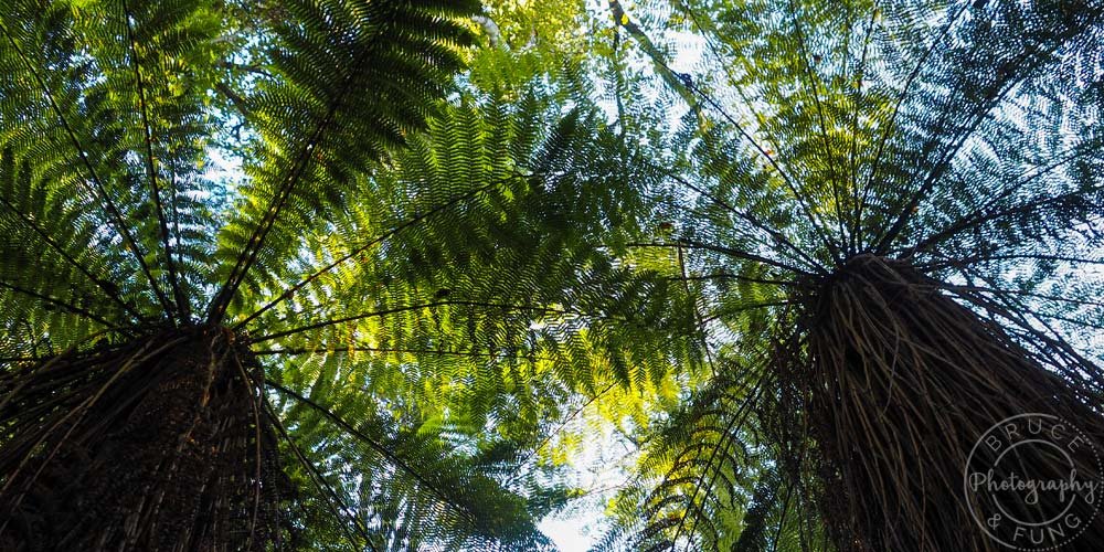 Tree ferns in The Catlins on the Southern Scenic Route