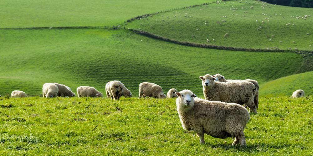 Southland Sheep on the Southern Scenic Route