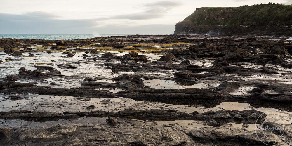 Southern Scenic Route: Curio Bay petrified forest