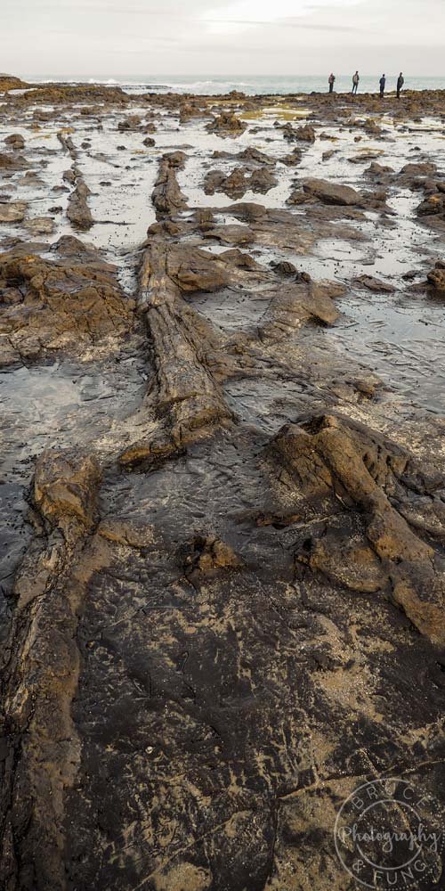 Southern Scenic Route: Curio Bay petrified forest