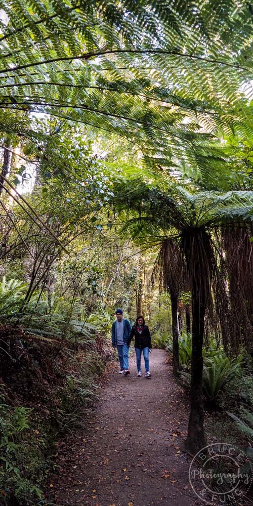 Catlins forest, Southland on the Southern Scenic Route