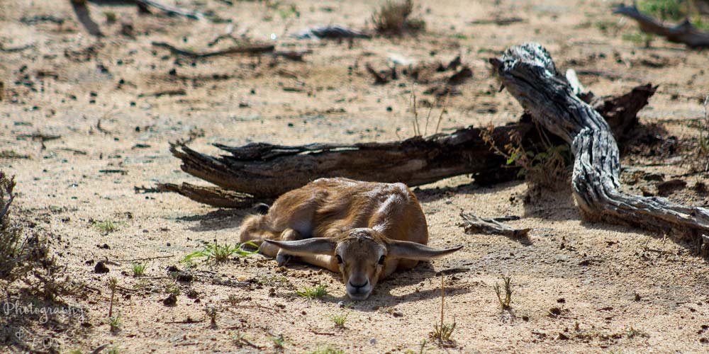 newborn springbok