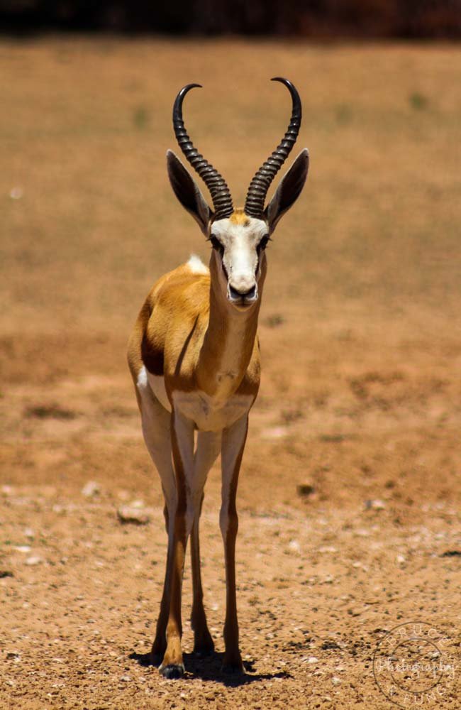 springbok