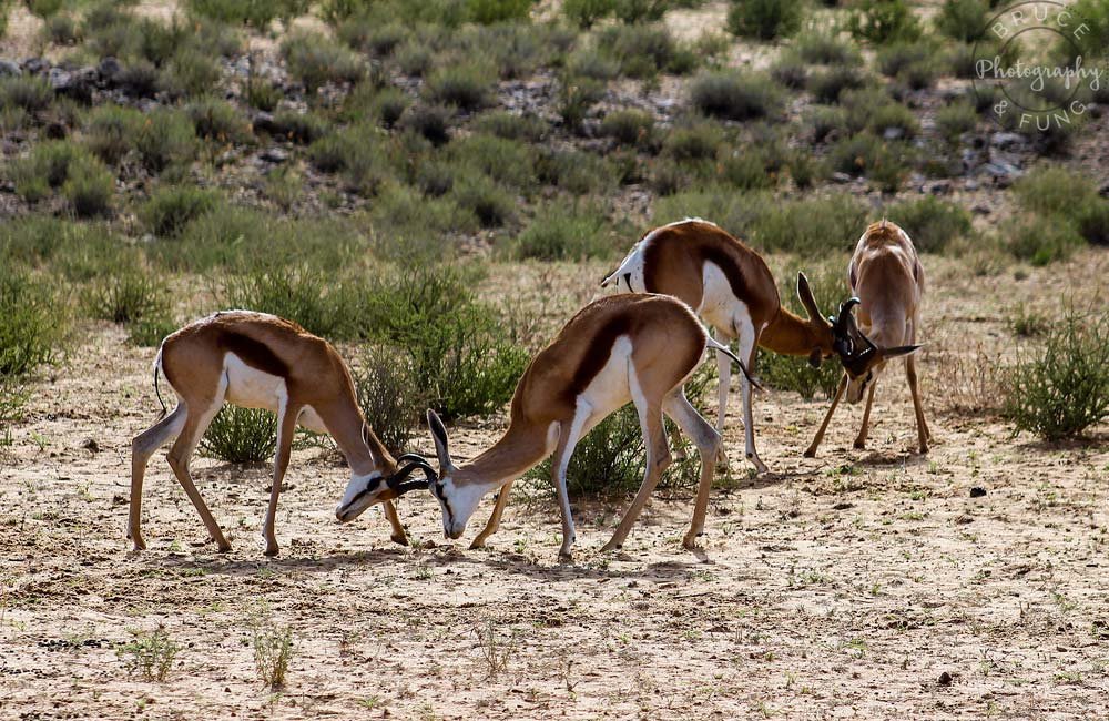 springbok practice battles