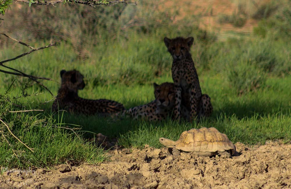 KTP cheetahs watching a passing tortoise