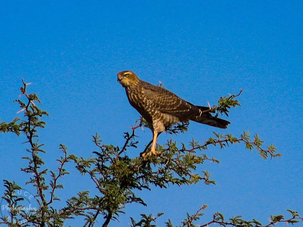 steppe buzzard (we think)