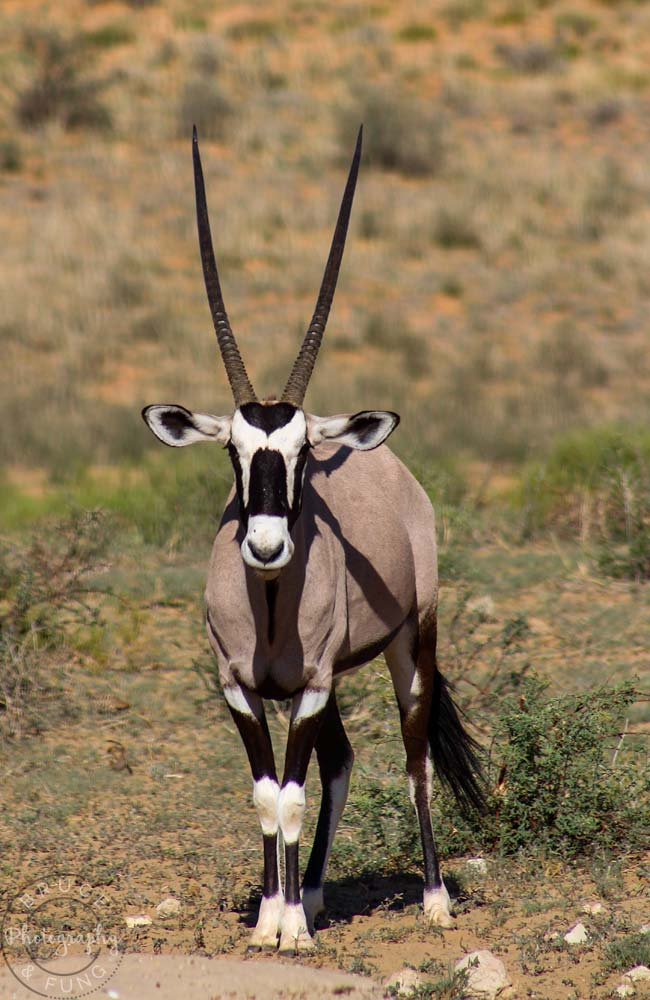 gemsbok