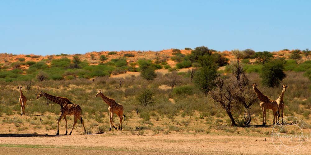 giraffes in Kgalagadi