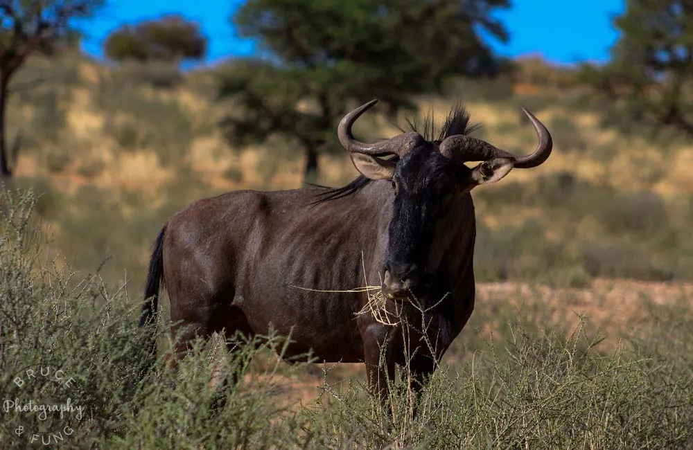 blue wildebeest