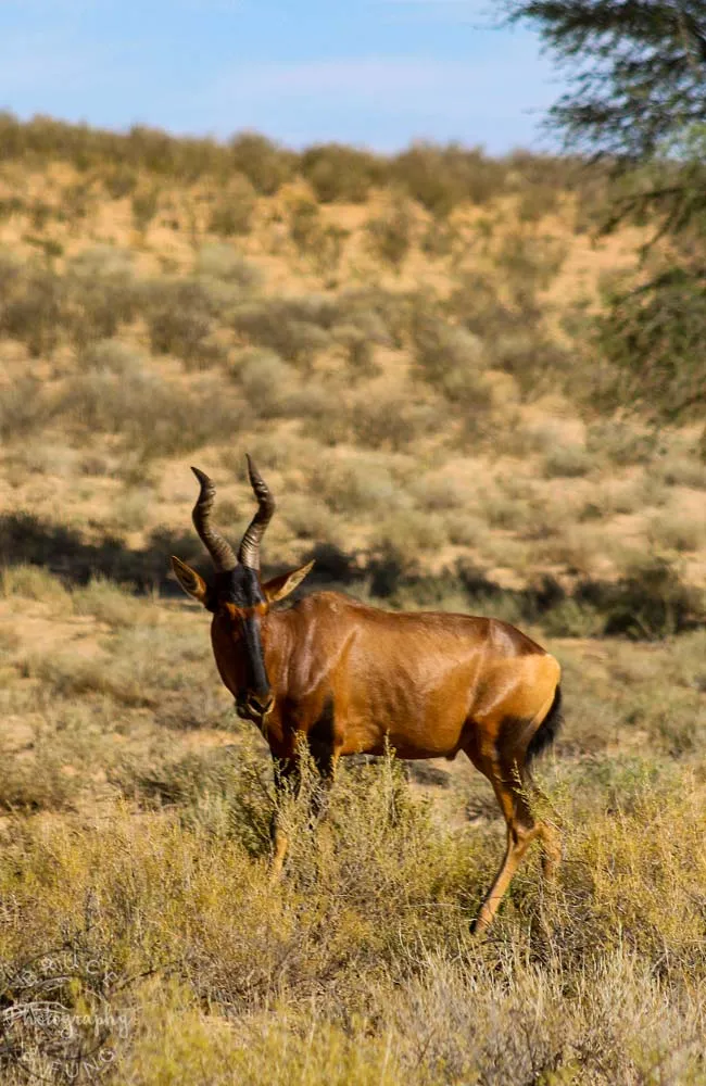 red hartebeest