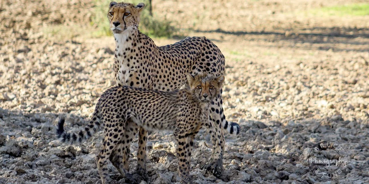 The Kgalagadi Transfrontier Park: Our Complete Guide