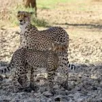 The Kgalagadi Transfrontier Park: Our Complete Guide