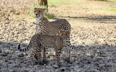 The Kgalagadi Transfrontier Park: Our Complete Guide
