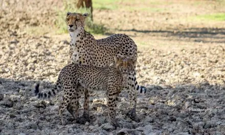 The Kgalagadi Transfrontier Park: Our Complete Guide