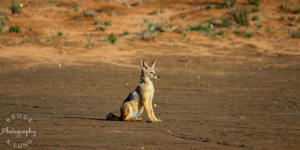 black-backed jackal