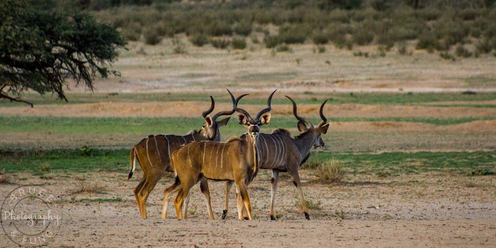 kudu in Nossob riverbed