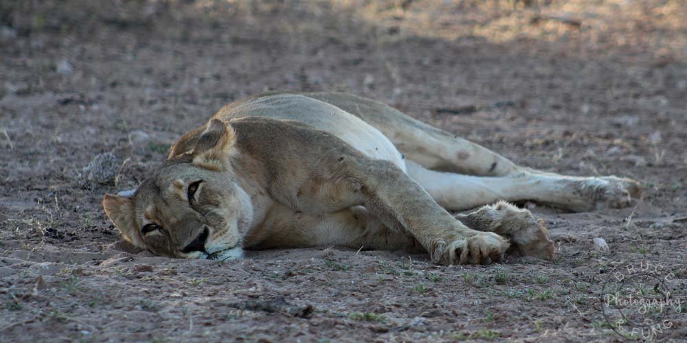 Kalahari lion in the heat