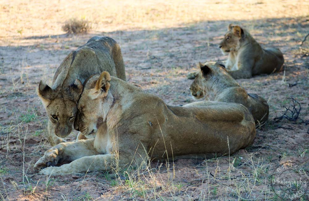 lions in Kgalagadi