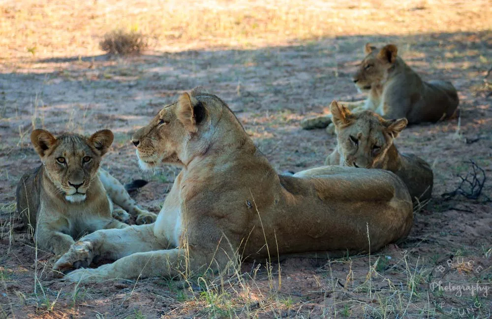 lions in Kgalagadi