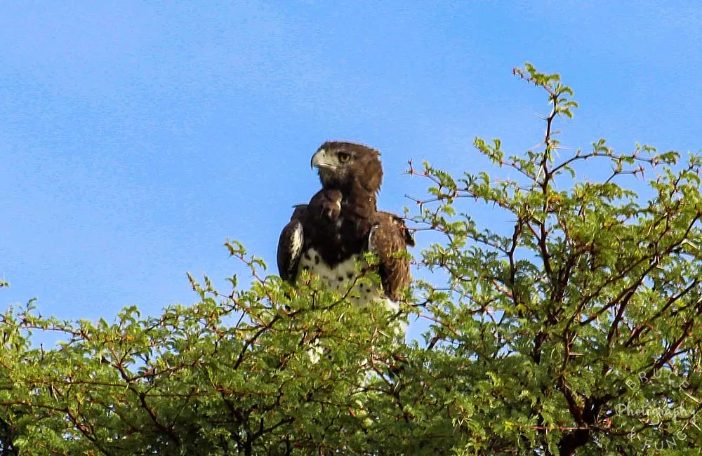 martial eagle