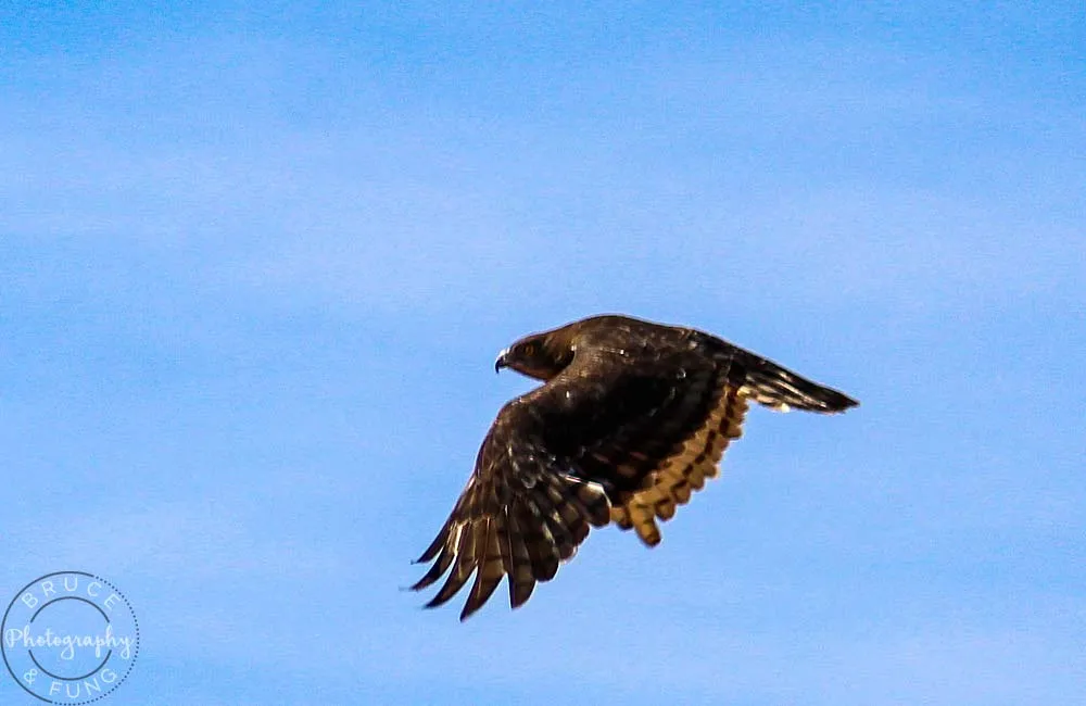 martial eagle
