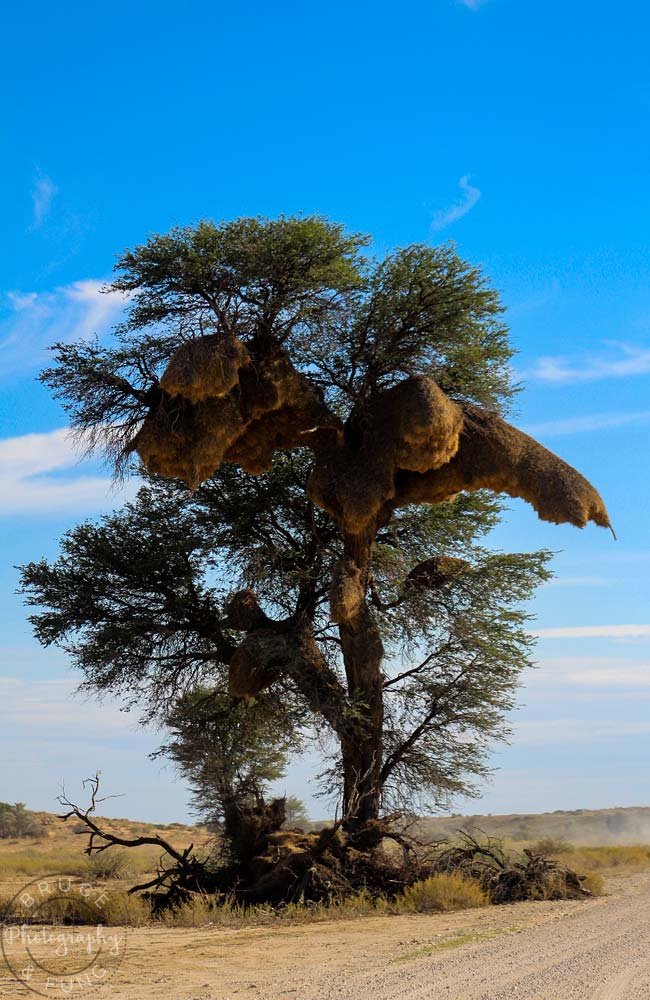 sociable weaver bird nestss