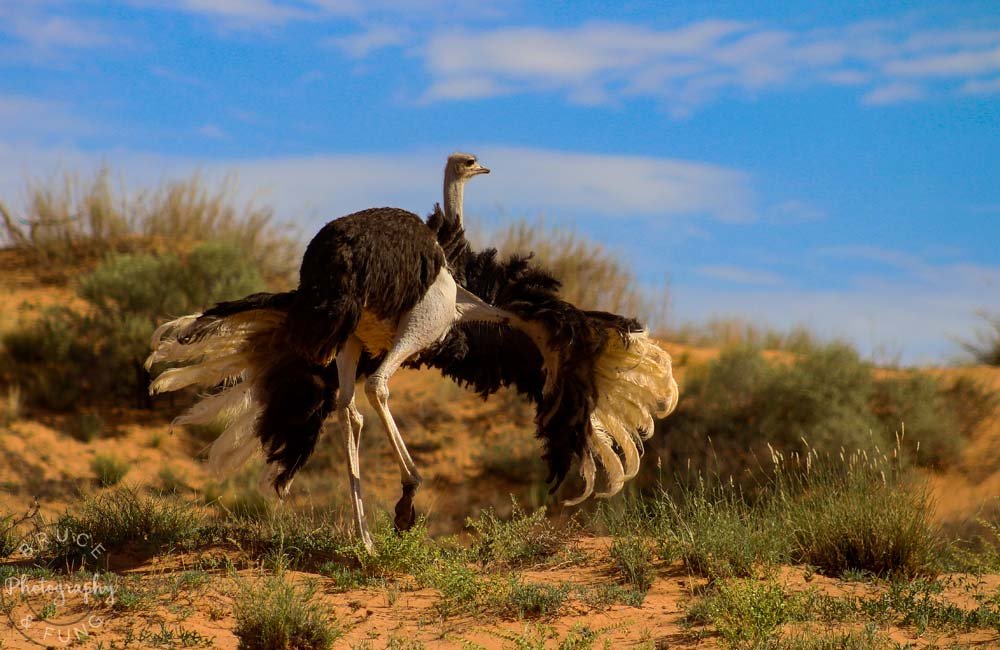 Kgalagadi ostrich