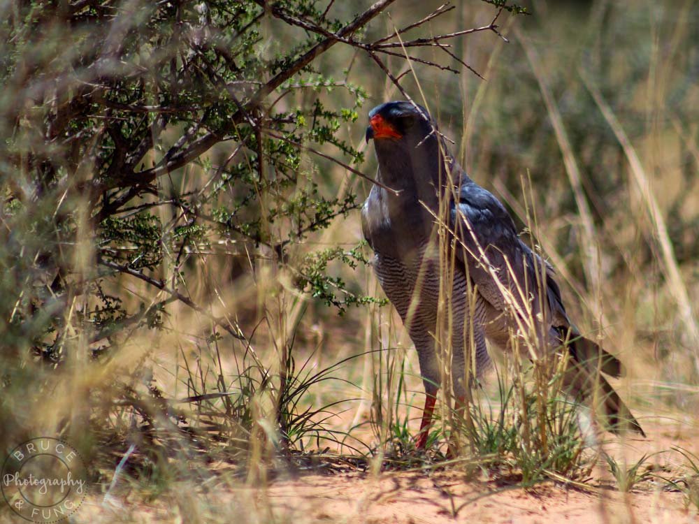 pale chanting goshawk