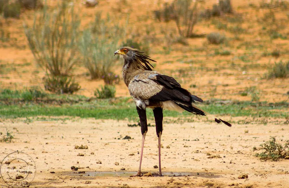 secretary bird
