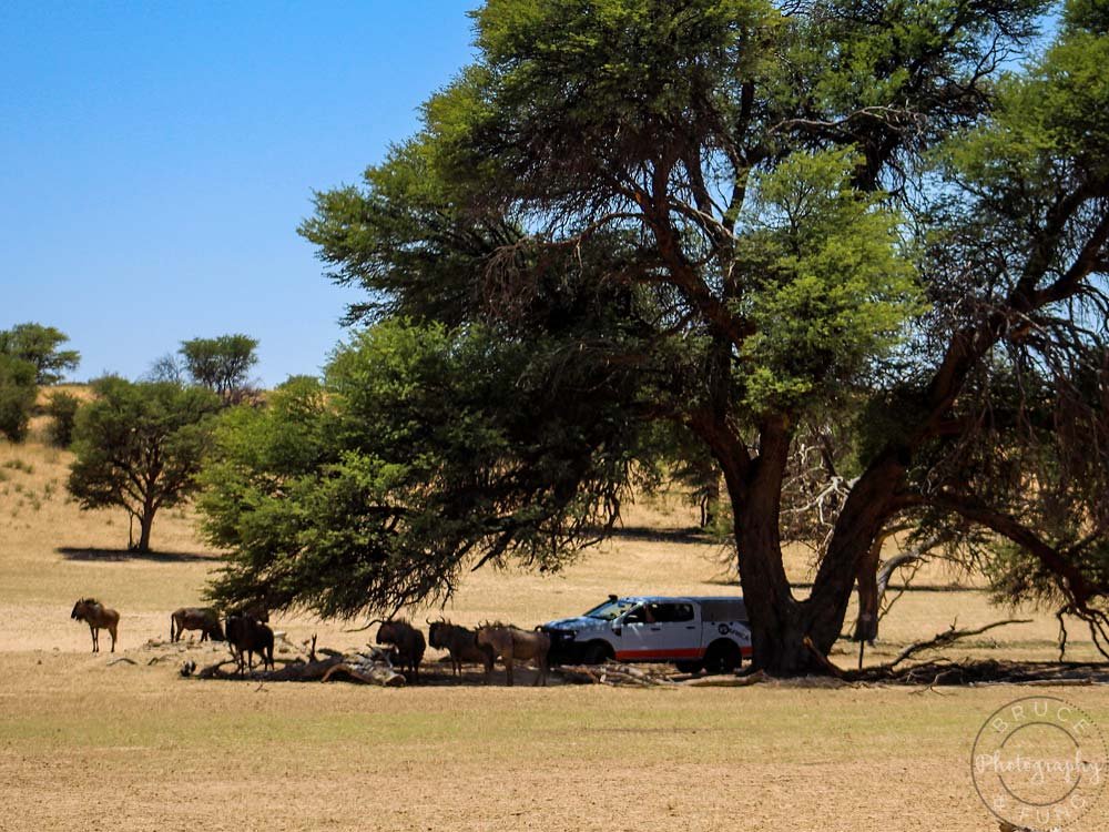 parked at an Auob riverbed waterhole