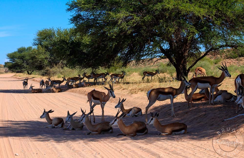 Kalahari springbok keeping to the shade