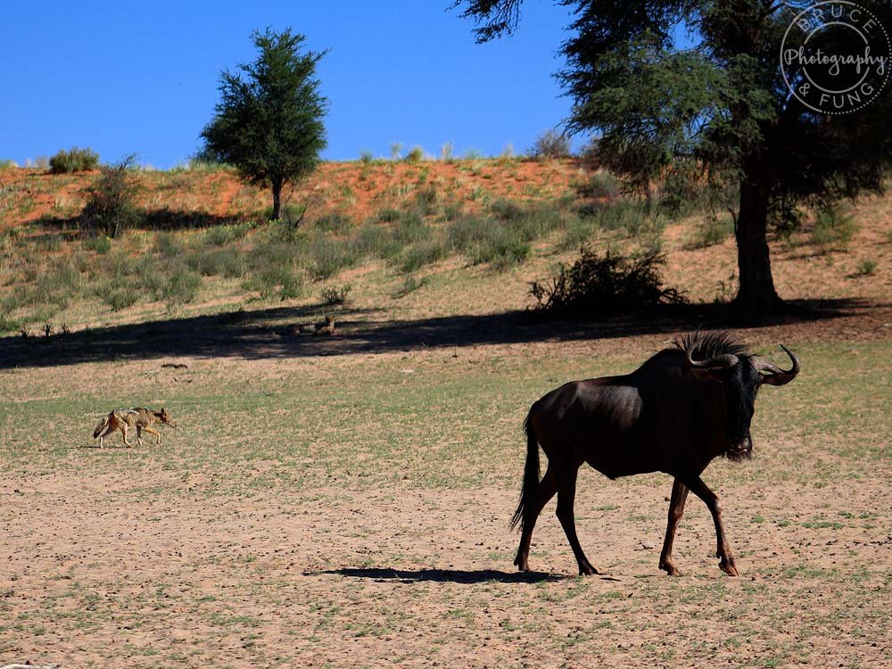 cheetah, jackal and wildebeest near a KTP waterhole