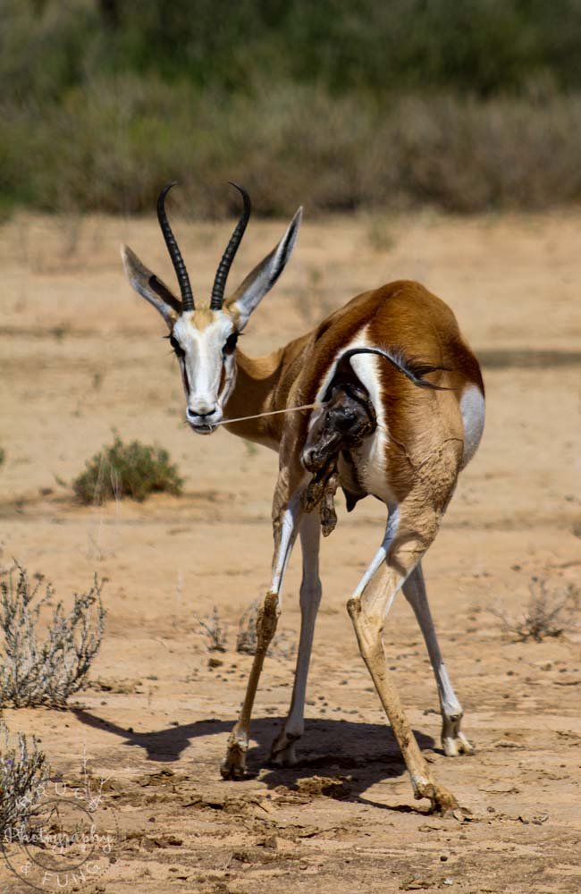 Springbok giving birth in Kgalagadi