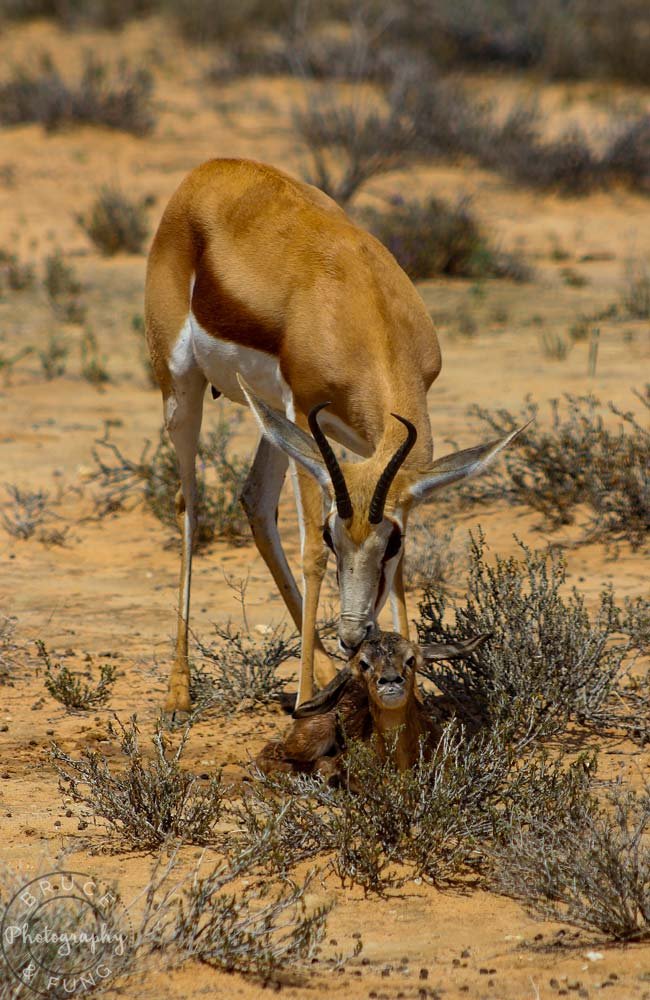 Springbok licking newborn in Kgalagadi