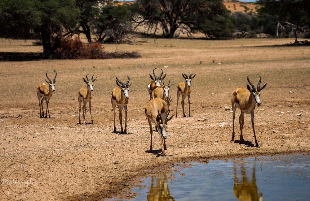 Springbok herd approaching a waterhole in Kgalagadi