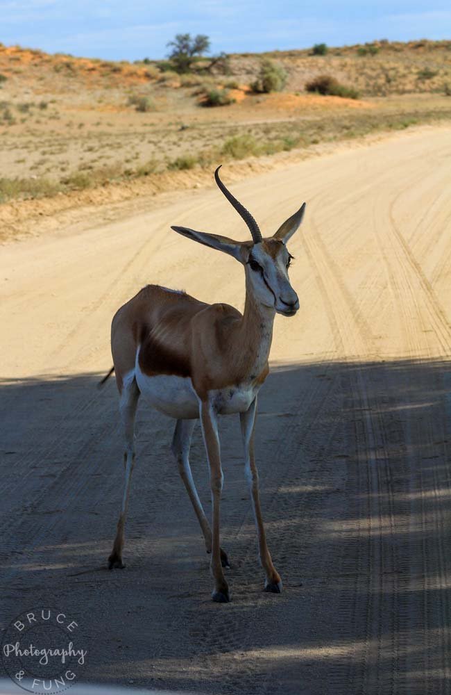 A one-horned pregnant springbok
