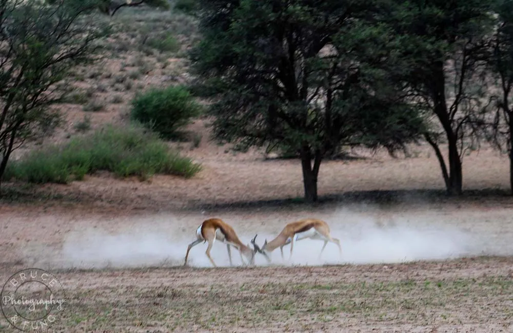 Jousting springbok in Kgalagadi