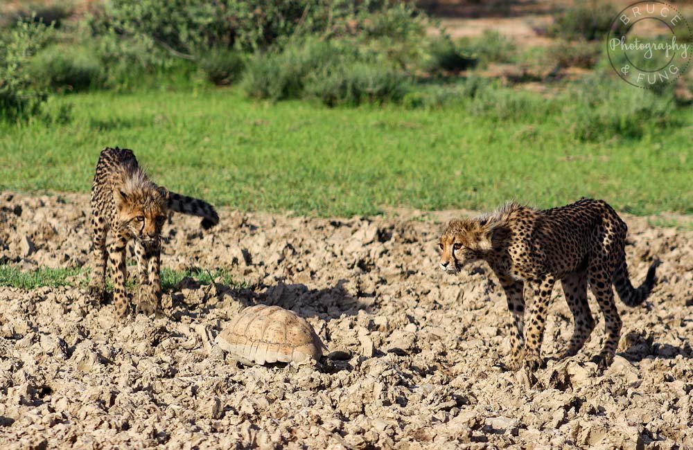 Cheetah pair checking out a a passing tortoise in Kgalagadi