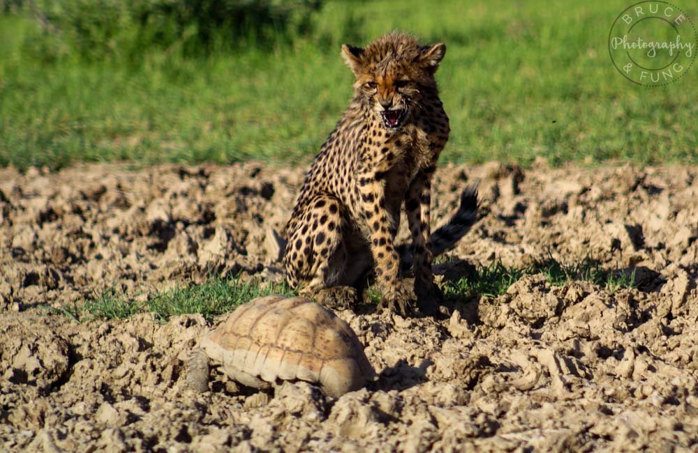 Cheetah snarling at a passing tortoise