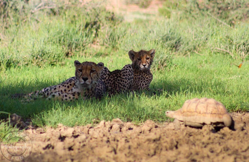 Cheetah mother and young watching a passing tortoise in Kgalagadi