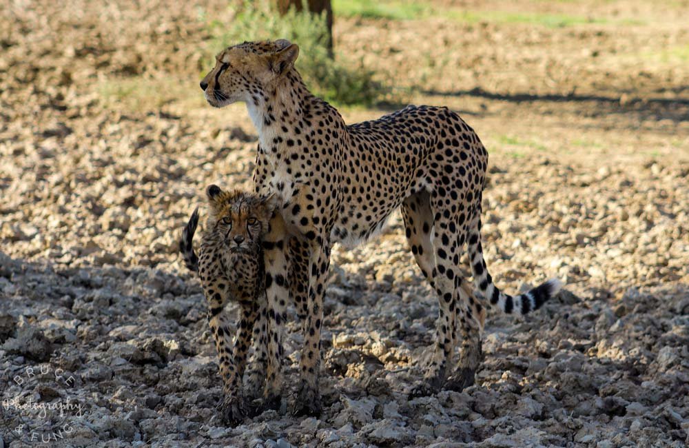 Cheetan mother and young one near Twee Rivieren, Kgalagadi