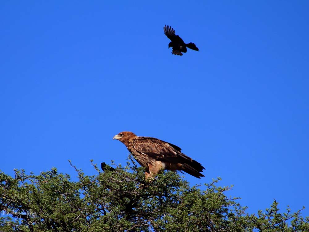 Forktailed drongo running off a tawny eagle, Kgalagadi