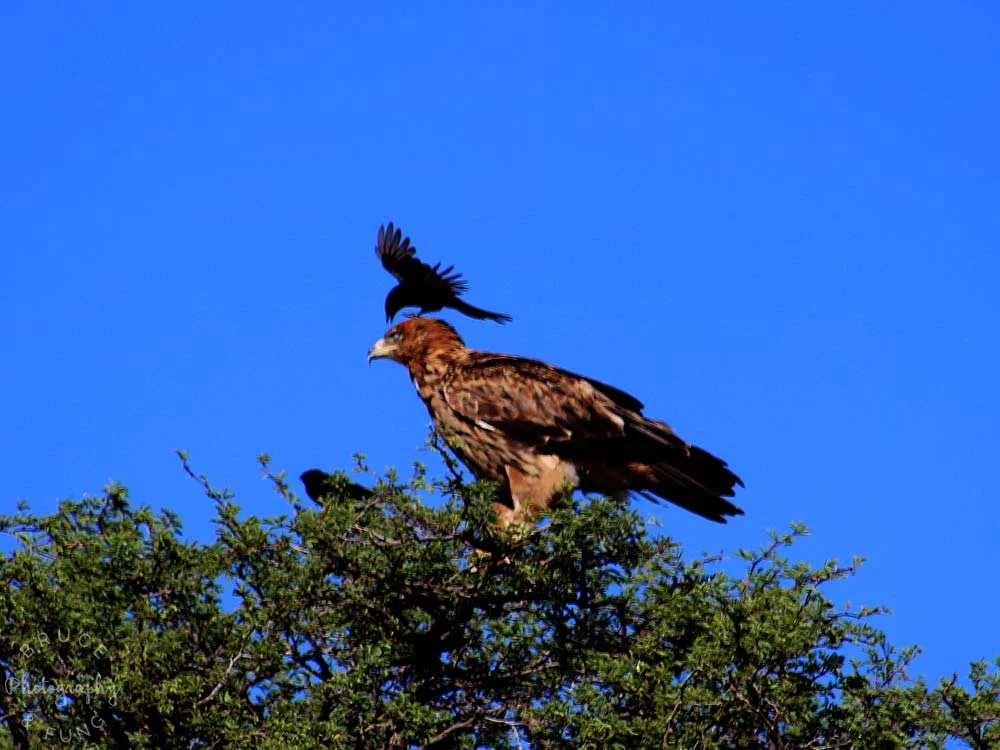 Forktailed drongo running off a tawny eagle, Kgalagadi