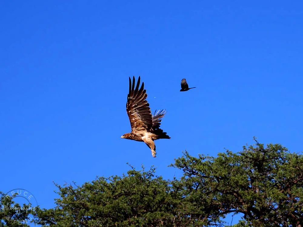 Forktailed drongo running off a tawny eagle, Kgalagadi