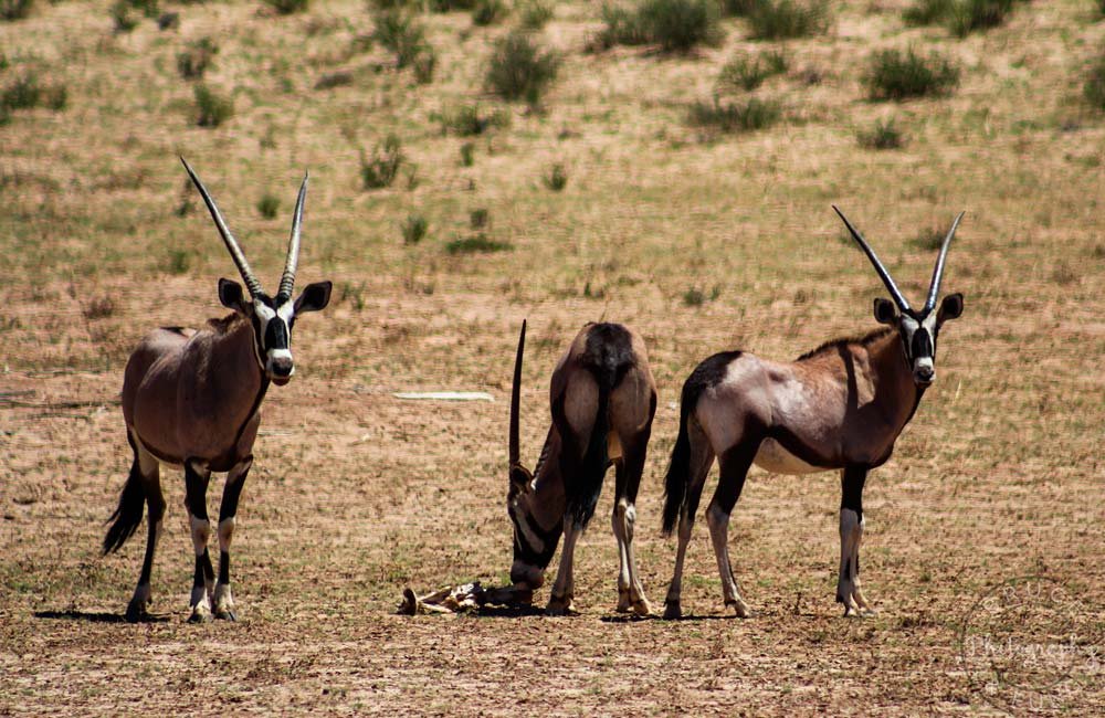 Gemsbok in Kgalagadi