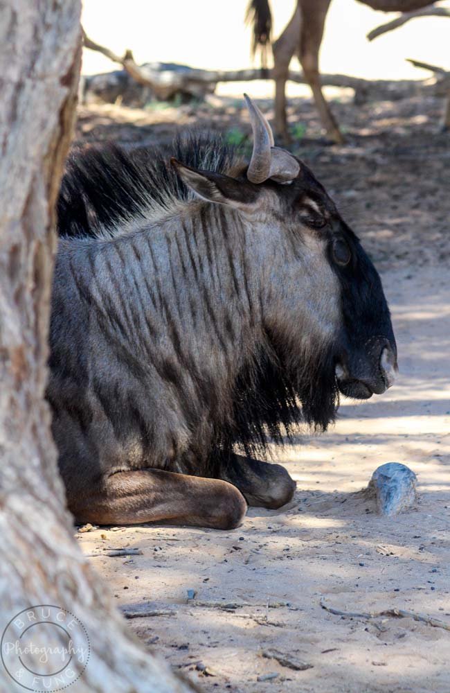 A resting blue wildebeest under a tree, Kgalagadi