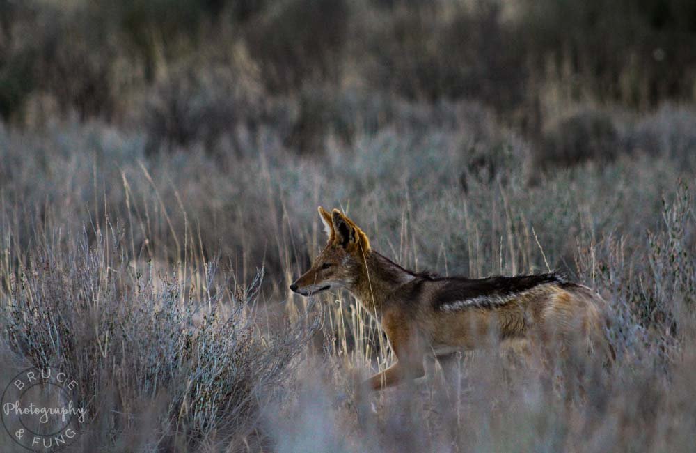 Black-backed jackal in Kgalagadi near Nossob Camp