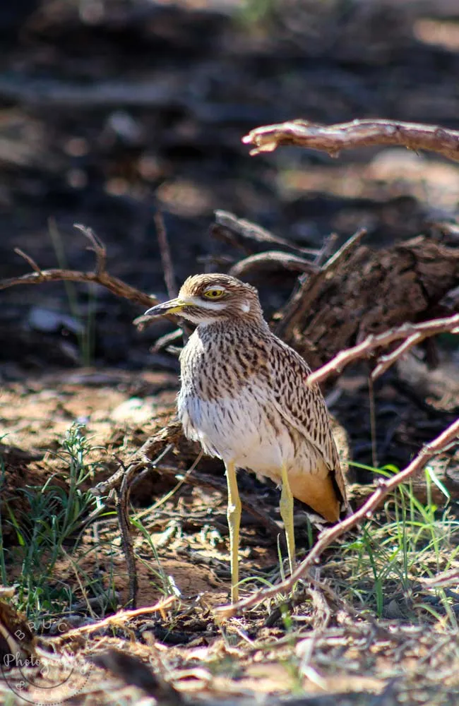 A Korhaan in Kgalagadi