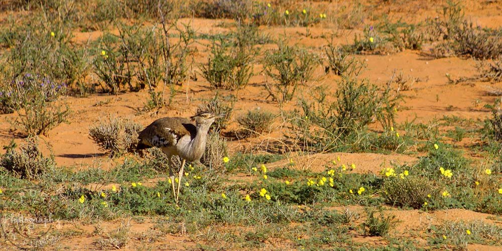 Kori bustard eating flowers