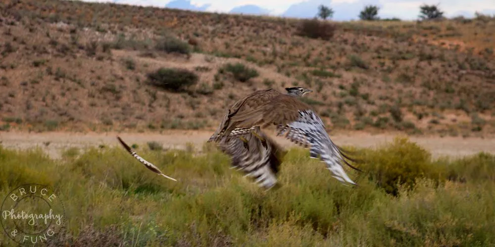 Kori bustard taking flight but leaving a feather behind